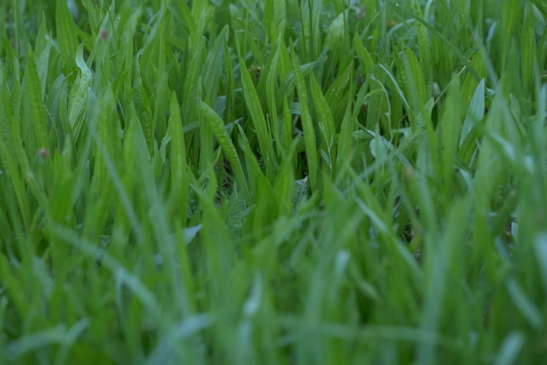 Bermuda Grass: The Complete Care Guide