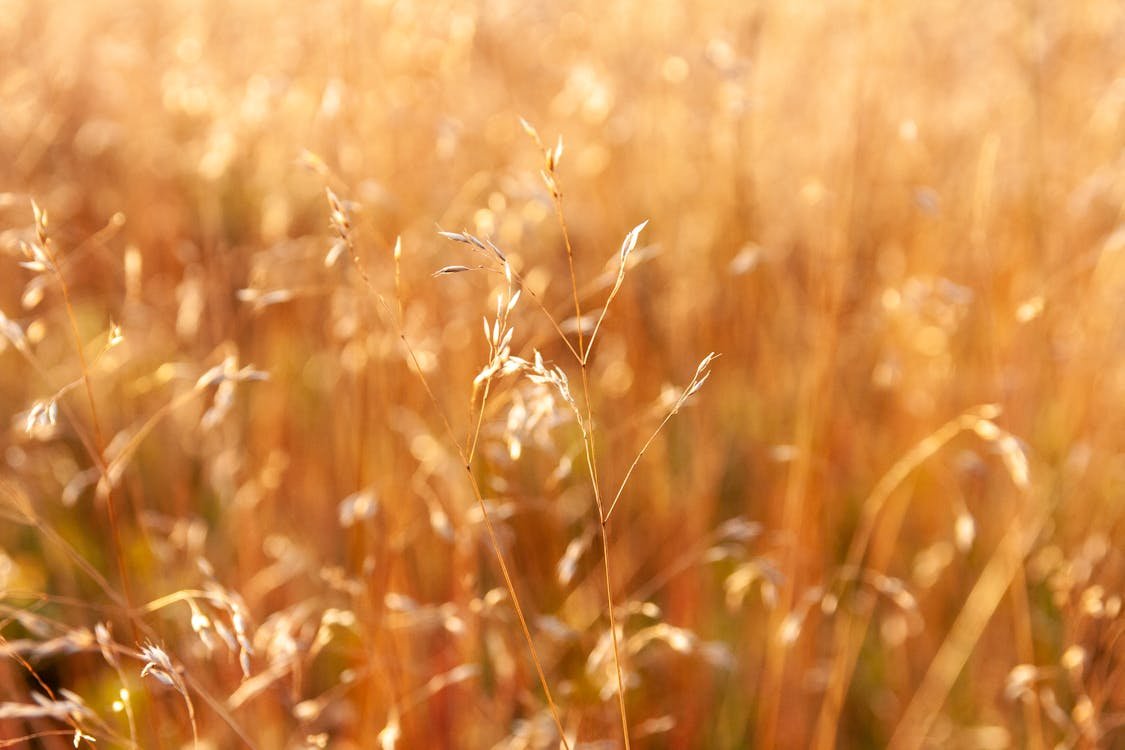 How to Fix Bare Spots in Your Lawn Fast