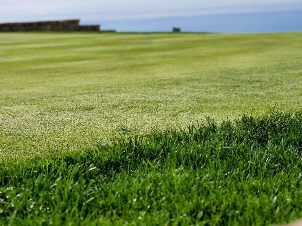Lawn Fungus: Types, Prevention, and Treatment