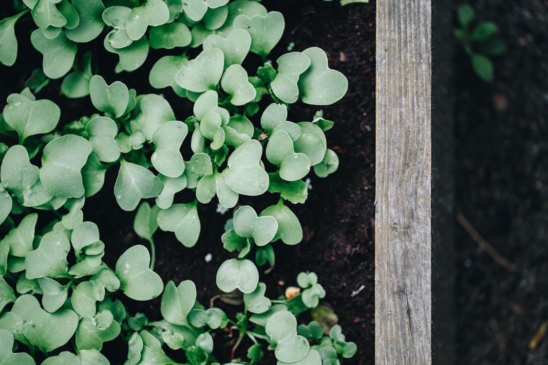 Best Soil for Raised Vegetable Garden Beds