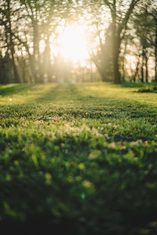 Spring Lawn Care Checklist: 10 Things to Do in April