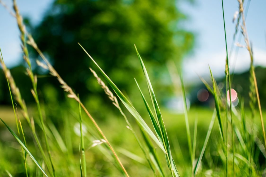 Summer Lawn Care Tips to Beat the Heat