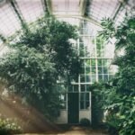 Greenhouse Gardening: Best Practices for Year-Round Plant Growth